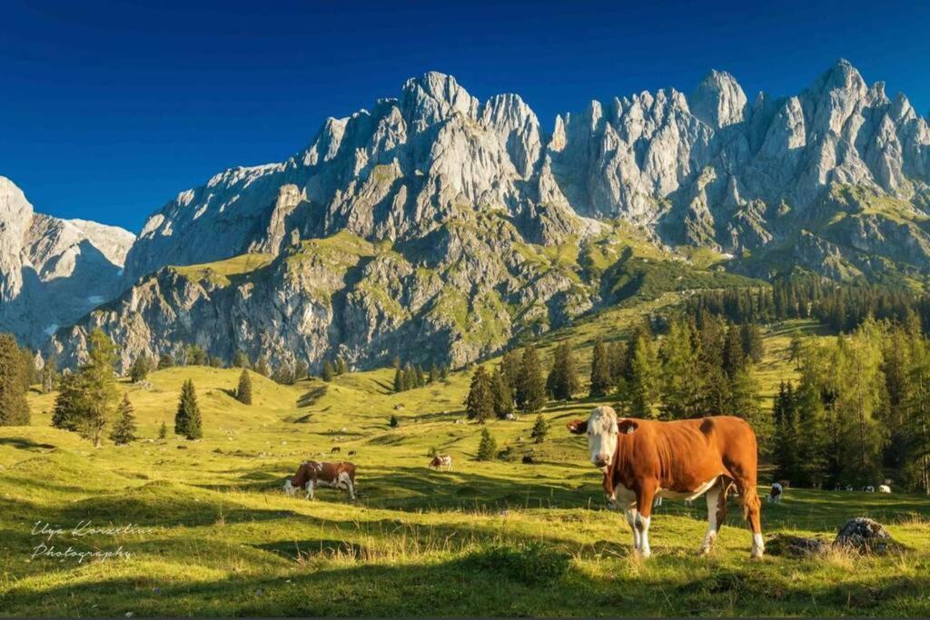Hochkoenig Ferien Apartman Mühlbach am Hochkönig Kültér fotó